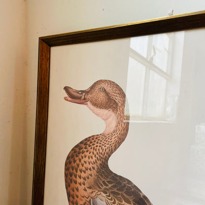 Anas Boschas Foemina II Framed Print