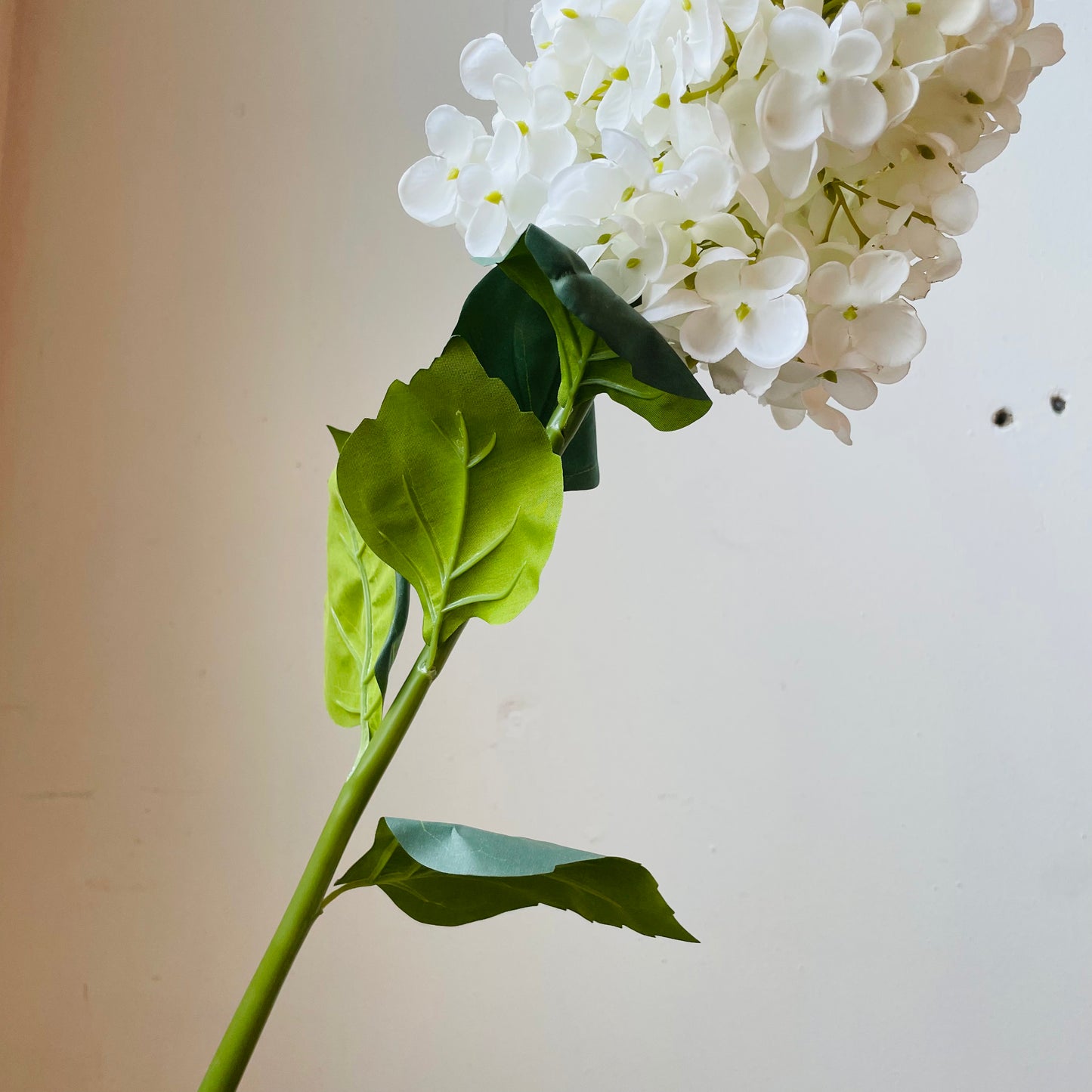 Peegee Hydrangea Stem