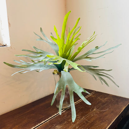 Staghorn Fern Stem