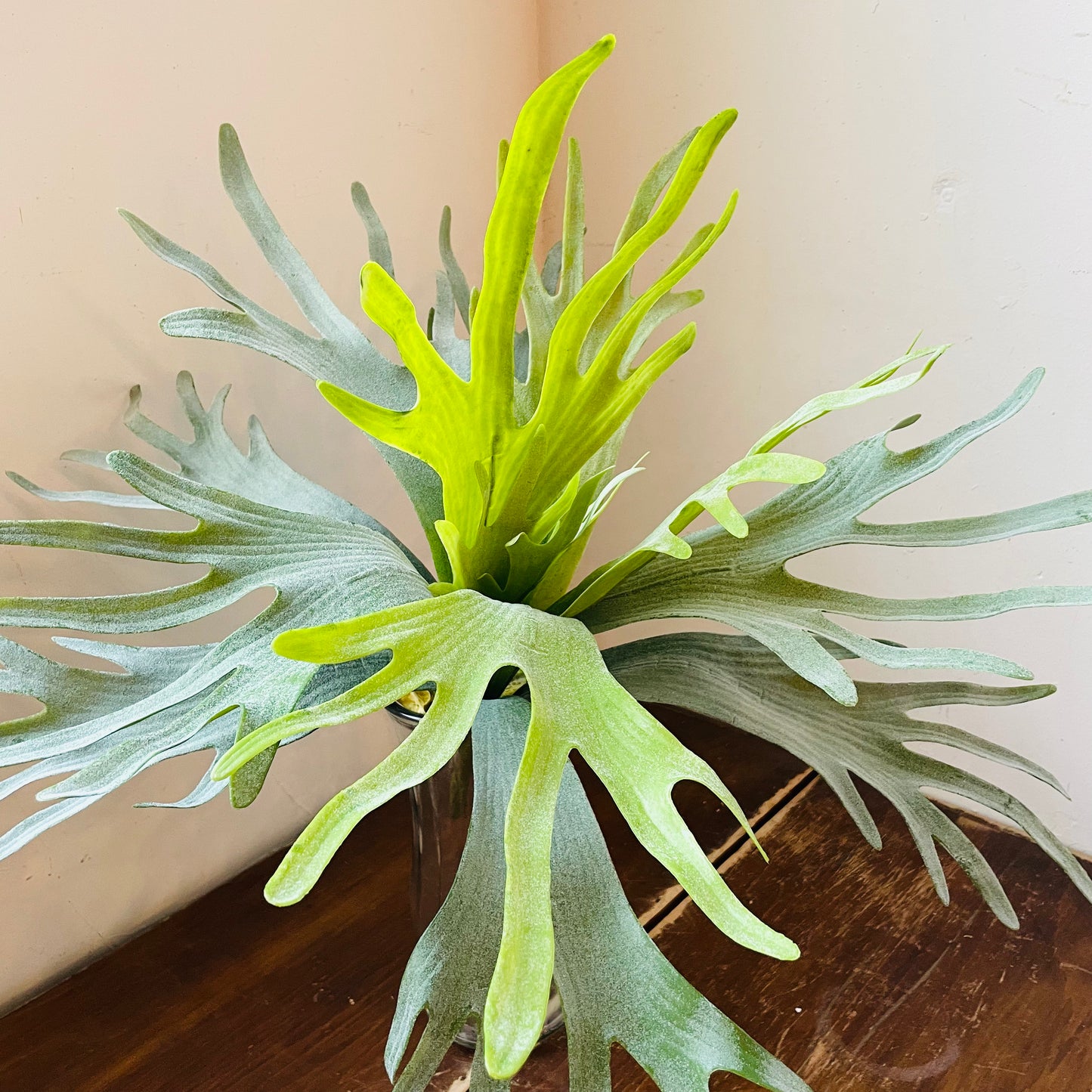 Staghorn Fern Stem