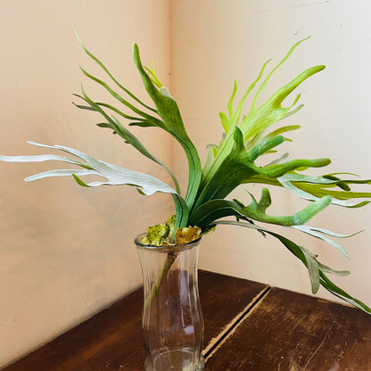 Staghorn Fern Stem