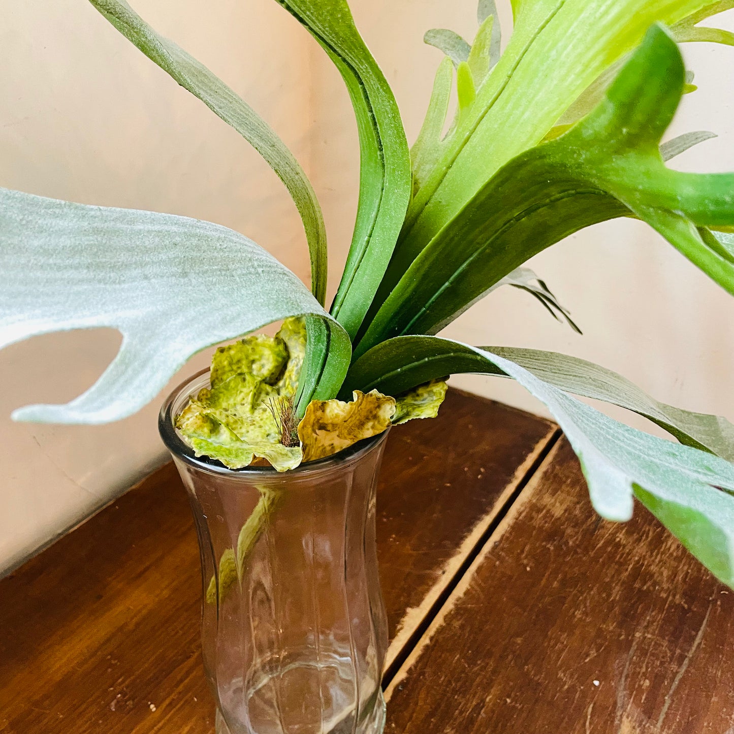 Staghorn Fern Stem