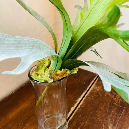Staghorn Fern Stem
