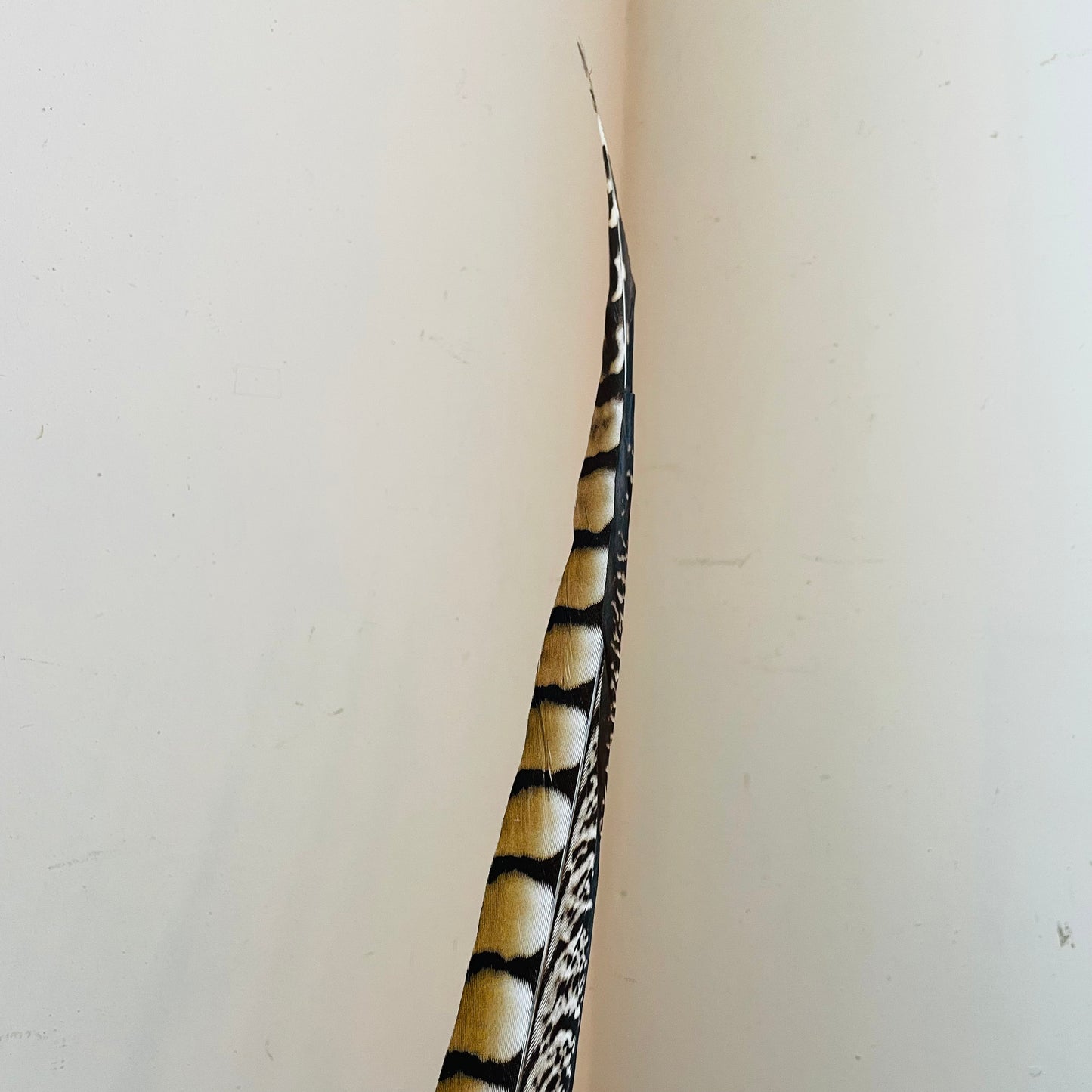 Lady Amethyst Pheasant Feather