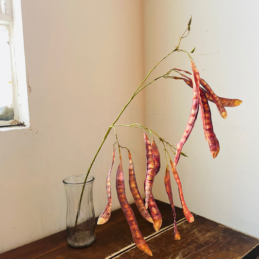 Red Brown Mimosa Tree Pod Stem