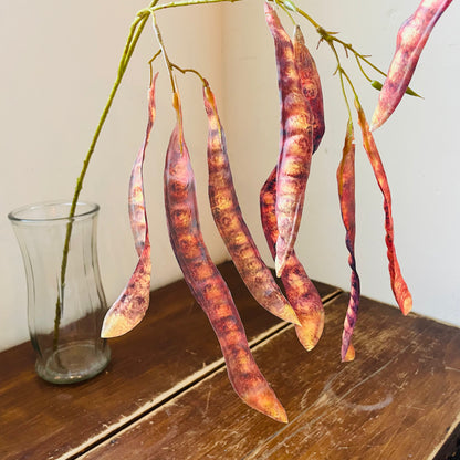 Red Brown Mimosa Tree Pod Stem