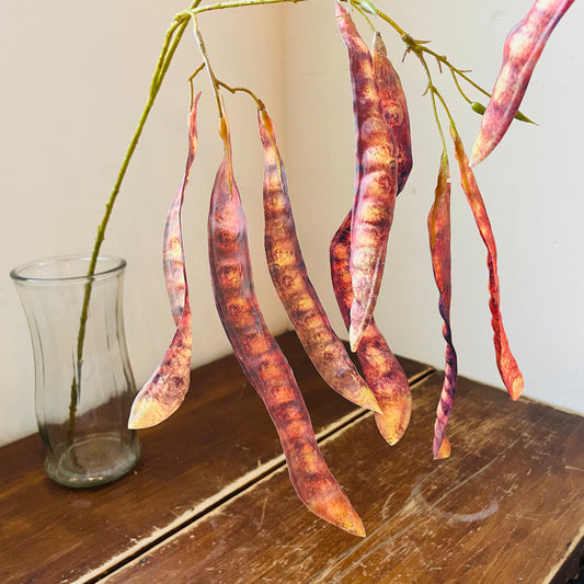 Red Brown Mimosa Tree Pod Stem