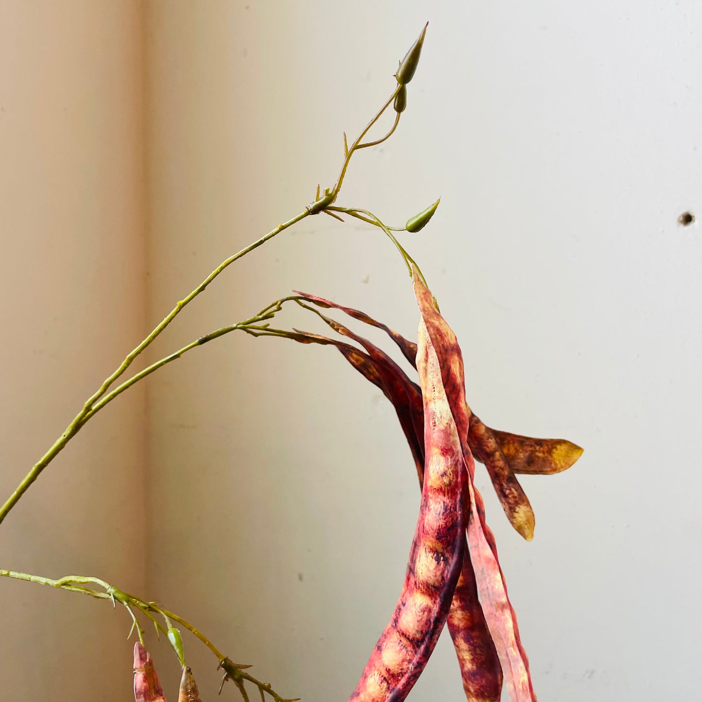 Red Brown Mimosa Tree Pod Stem