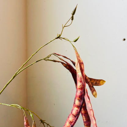Red Brown Mimosa Tree Pod Stem