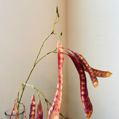 Red Brown Mimosa Tree Pod Stem