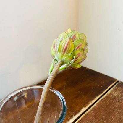 Green Artichoke Stem