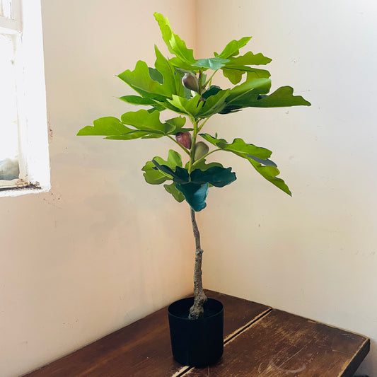 Faux Potted Piccolino Fig Tree