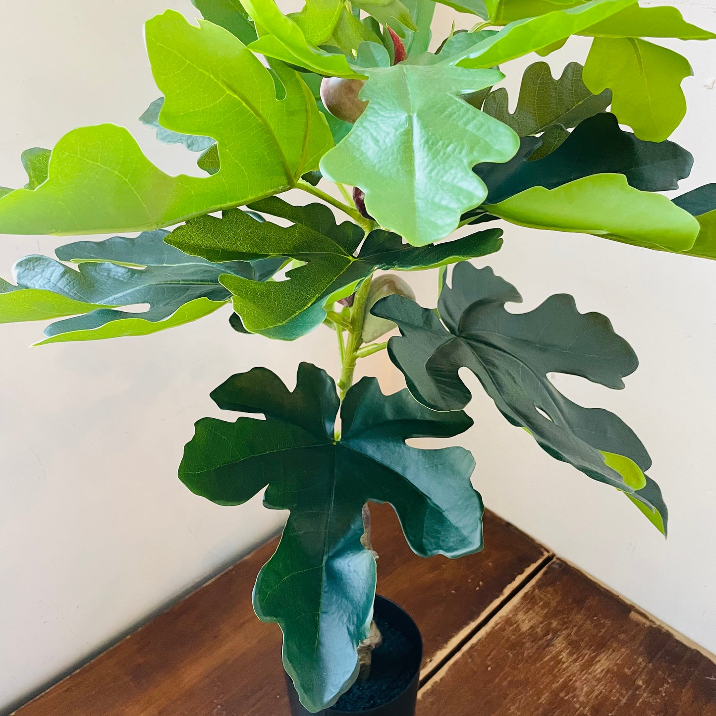 Faux Potted Piccolino Fig Tree