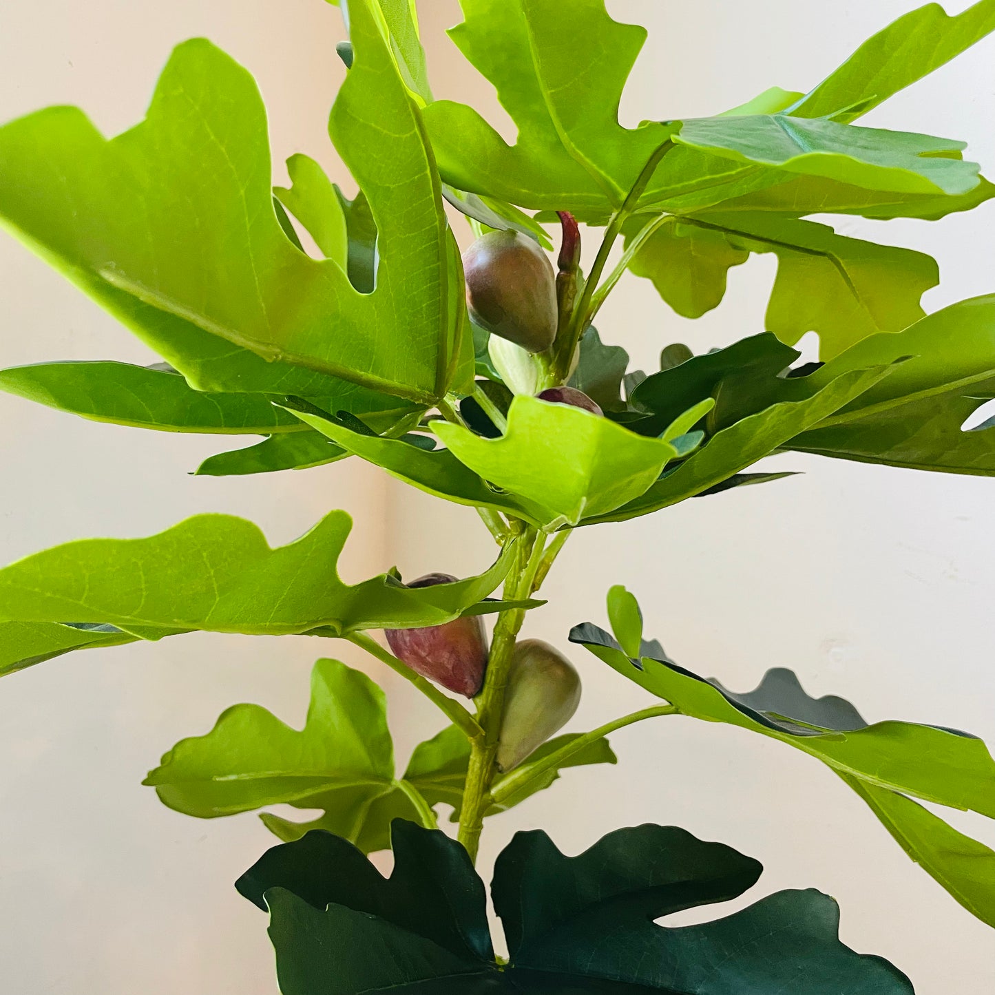 Faux Potted Piccolino Fig Tree