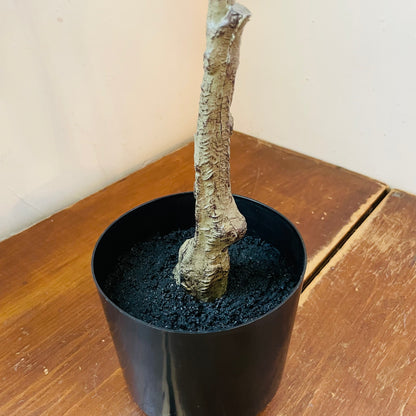 Faux Potted Piccolino Fig Tree