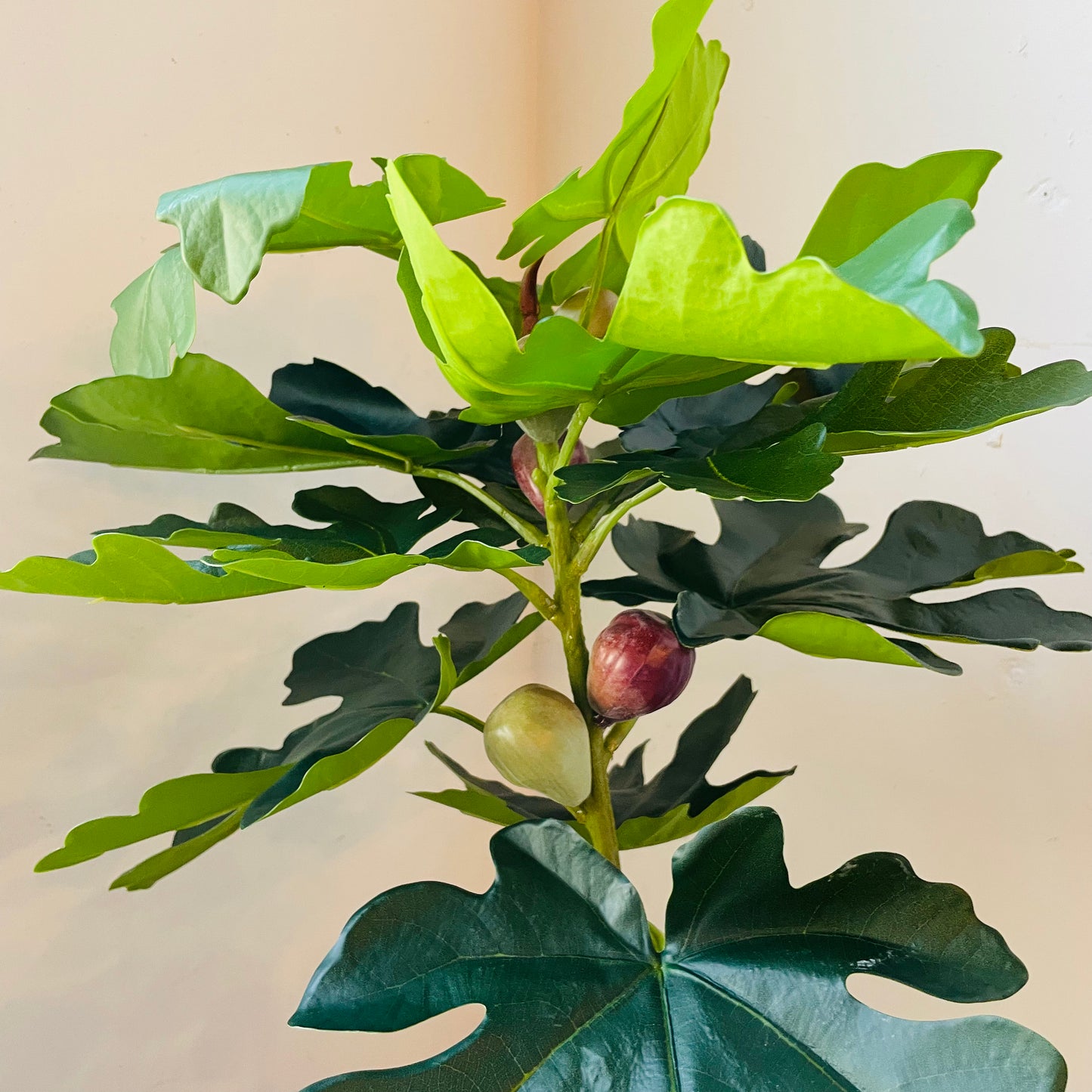 Faux Potted Piccolino Fig Tree