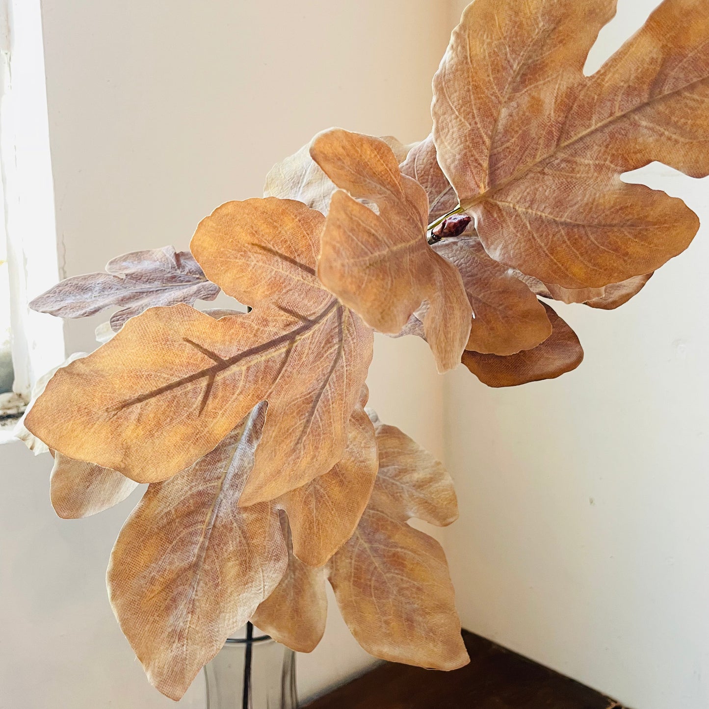 Autumn Gold Fig Stem