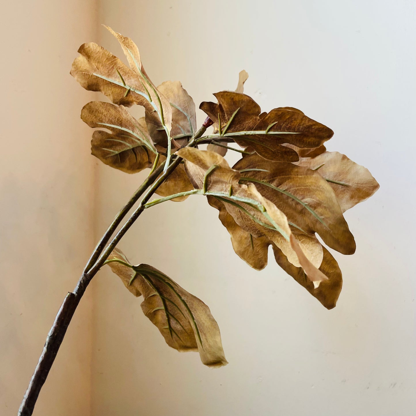 Autumn Gold Fig Stem