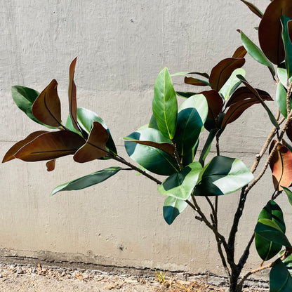 Faux Potted Entry Magnolia Tree