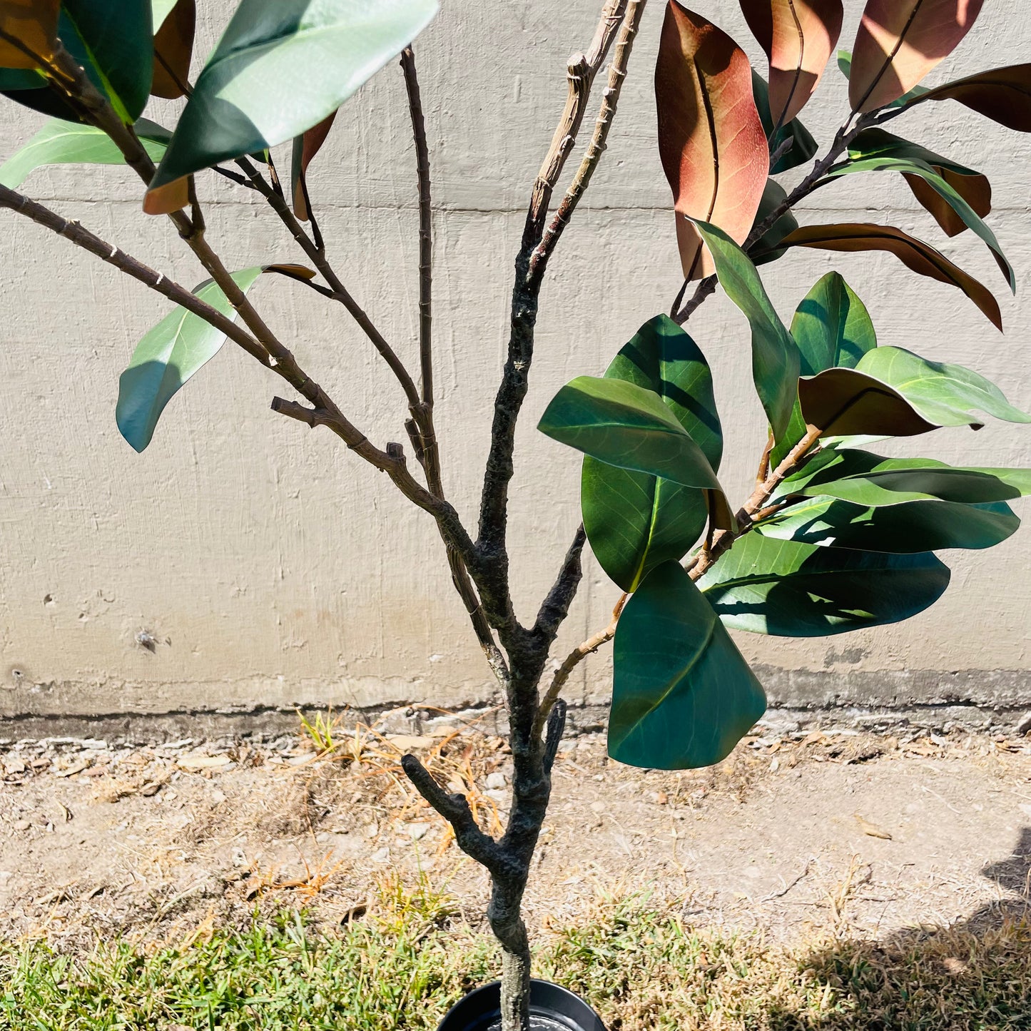 Faux Potted Entry Magnolia Tree