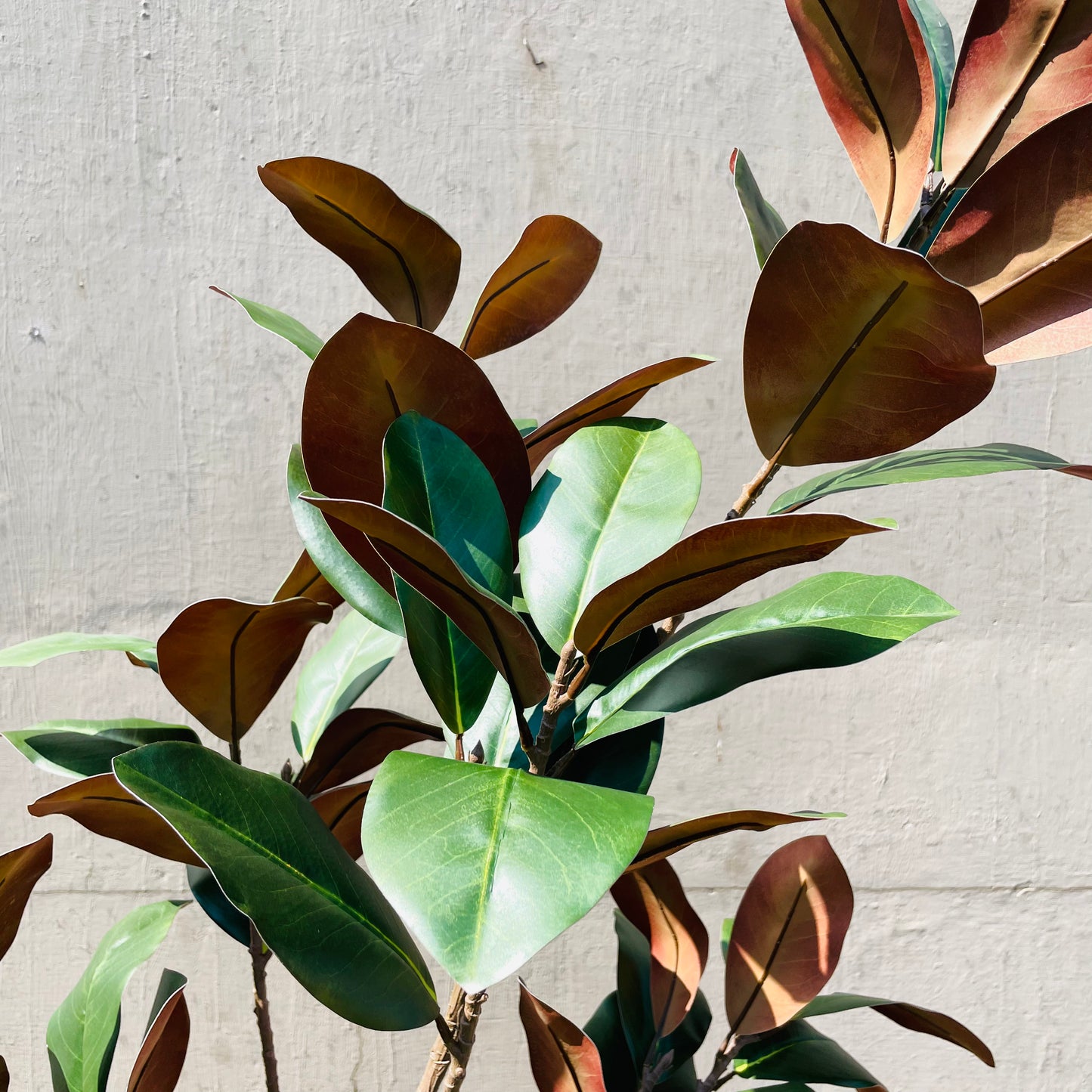 Faux Potted Entry Magnolia Tree