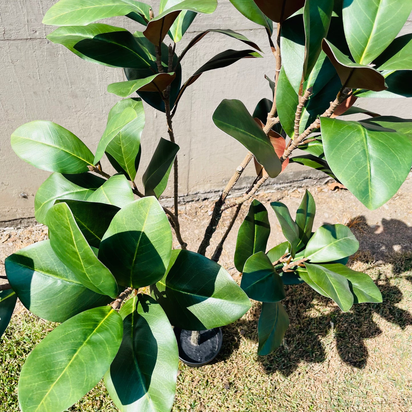 Faux Potted Entry Magnolia Tree