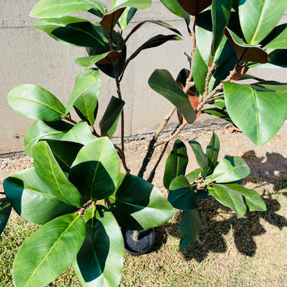 Faux Potted Entry Magnolia Tree