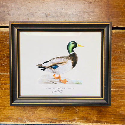 Framed Vintage Bookplate Mallard Drake