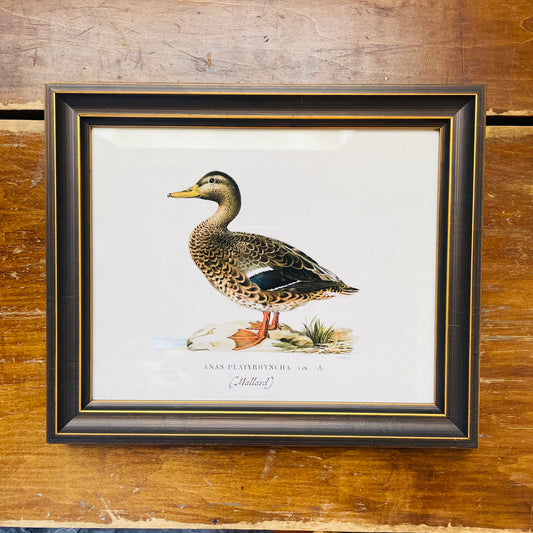 Framed Vintage Bookplate Mallard Hen