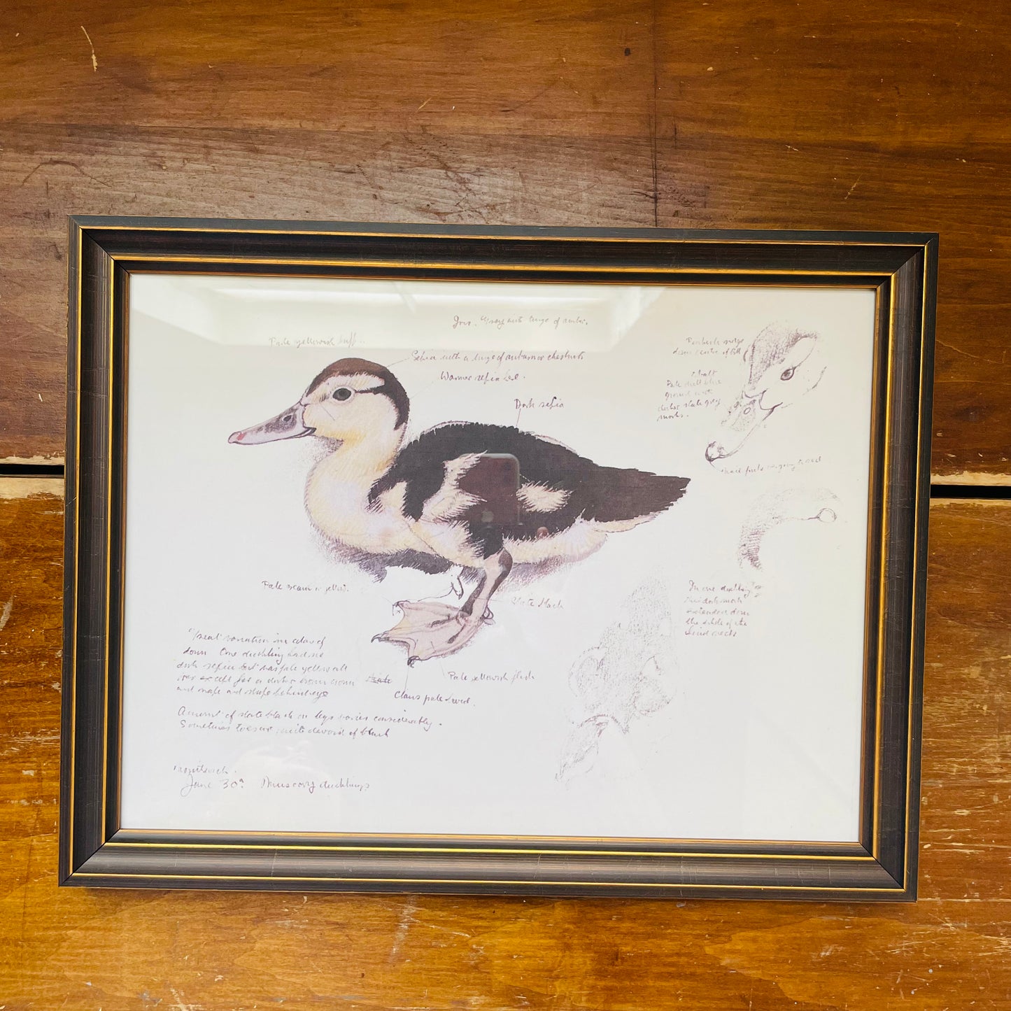 Framed Mallard Duckling Diagram