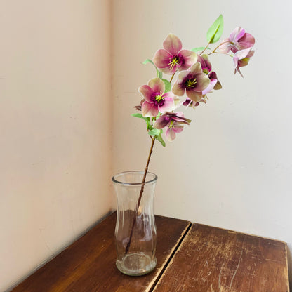 Purple Hellebore Stem