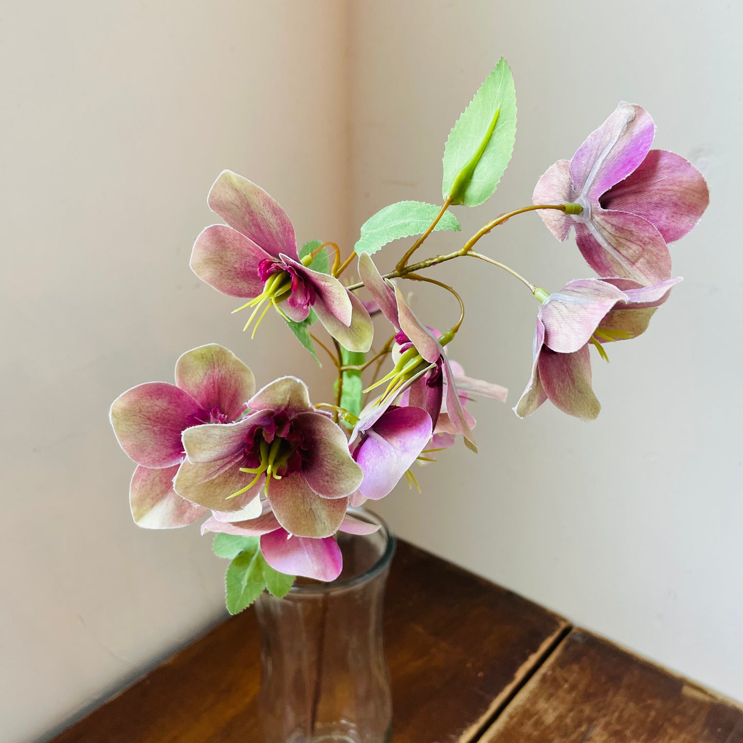 Purple Hellebore Stem