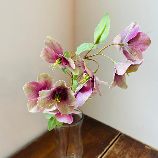 Purple Hellebore Stem