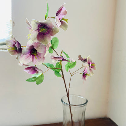 Purple Hellebore Stem