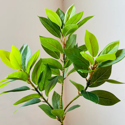 Bay Leaf Branch