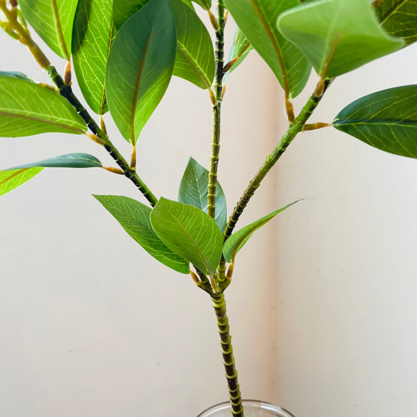 Bay Leaf Branch