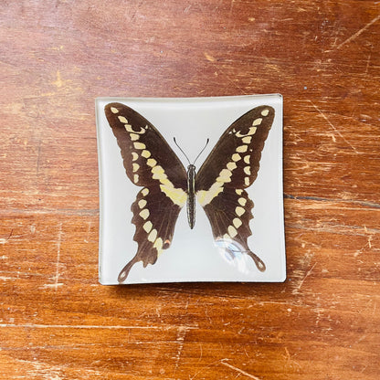 Swallowtail Butterfly Catchall Plate