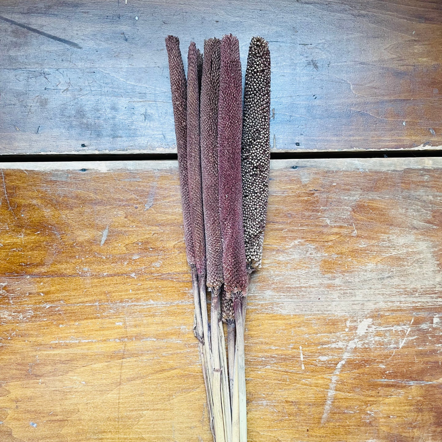 Dried Pearl Millet Bunch