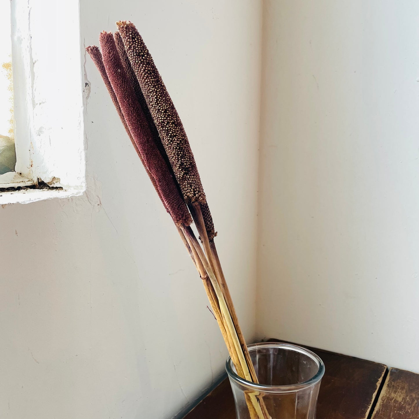 Dried Pearl Millet Bunch