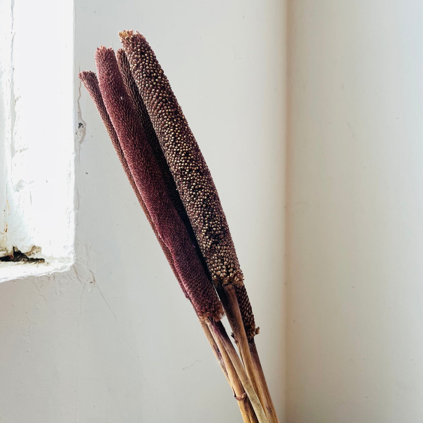 Dried Pearl Millet Bunch