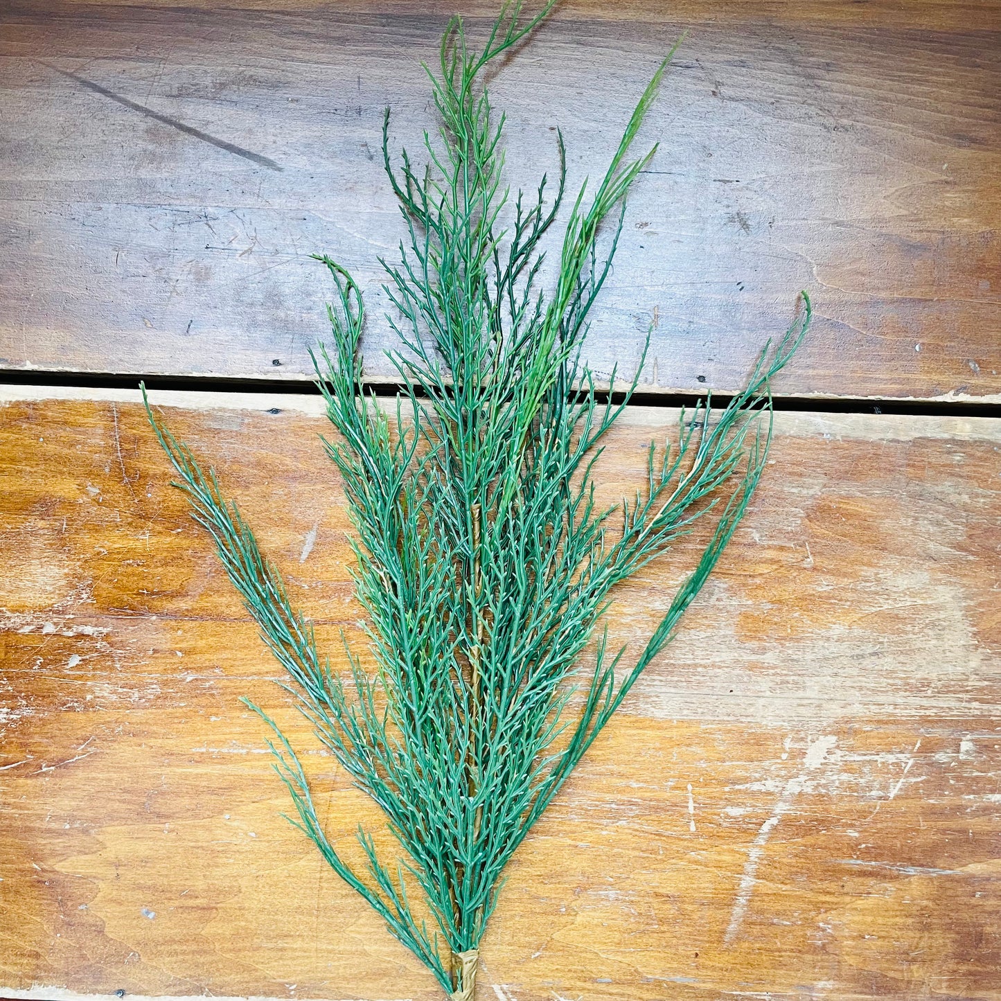 Native Cedar Stem