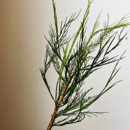 Native Cedar Stem