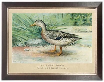 Framed Vintage Bookplate of the Female Mallard