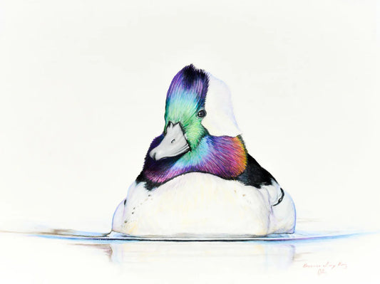 Bufflehead Study- Cory James Fine Art