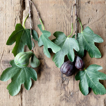 Fig Cuttings