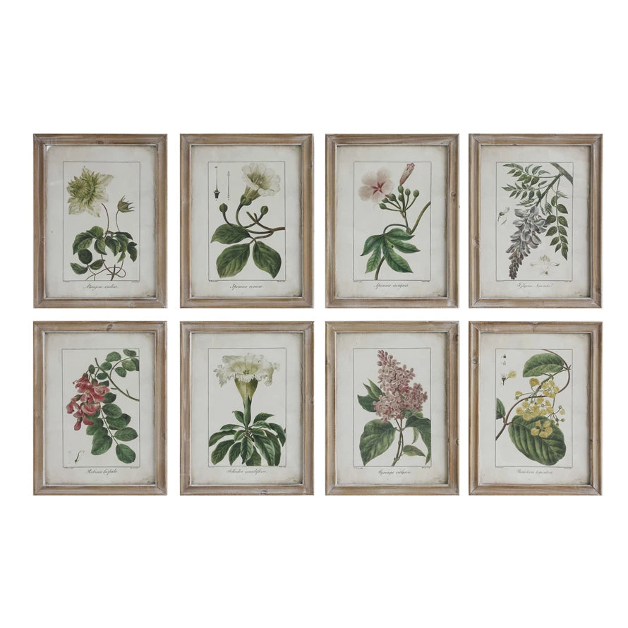 Framed Scientific Floral Prints